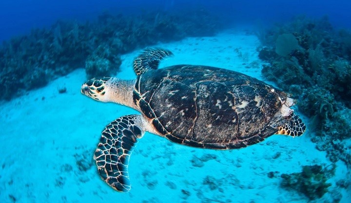 Submarine Tour | Mauritius | Travel Republic