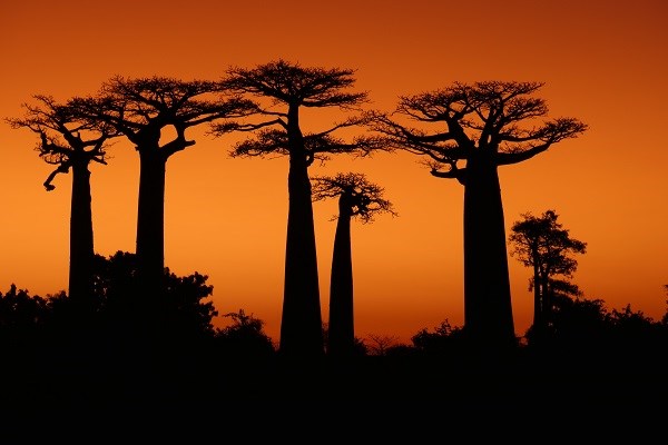 madagascar tour package from dubai