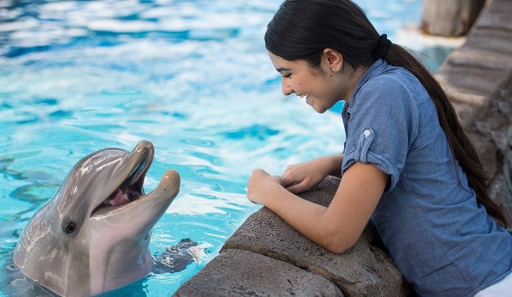 SeaWorld Orlando Dolphin Encounter, Florida, USA, Travel Republic