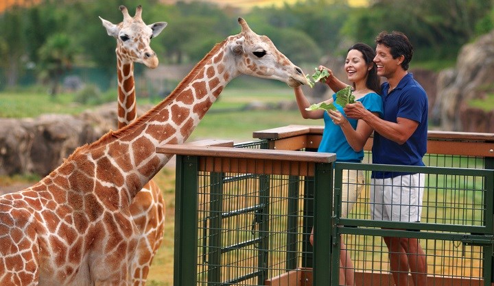 Serengeti Safari At Busch Gardens Florida Usa Travel Republic